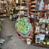Planter 1